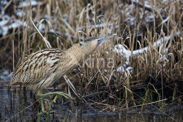 Bittern (Botaurus stellaris)