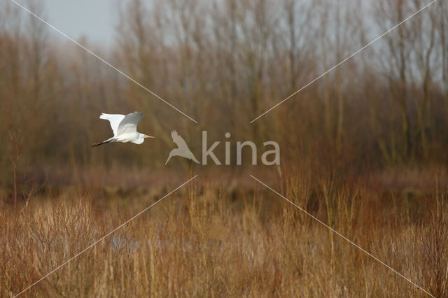 Great Heron (Ardea alba)