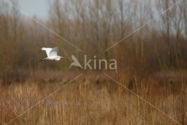 Grote Zilverreiger (Ardea alba)