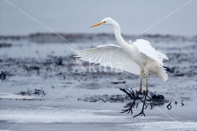 Grote Zilverreiger (Ardea alba)