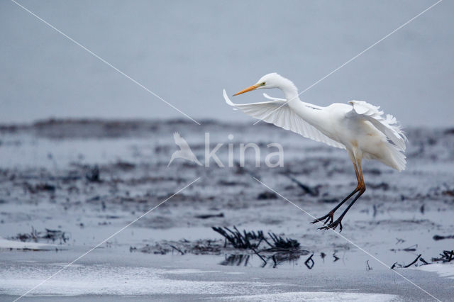 Grote Zilverreiger (Ardea alba)