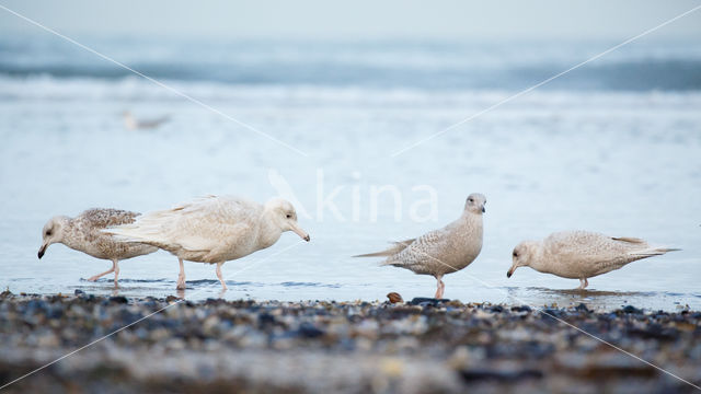 Grote Burgemeester (Larus hyperboreus)