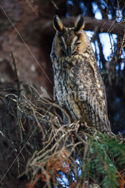 Long-eared Owl (Asio otus)