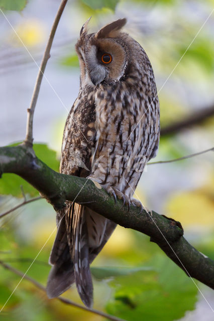 Long-eared Owl (Asio otus)