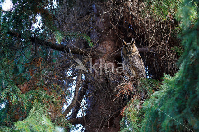 Long-eared Owl (Asio otus)