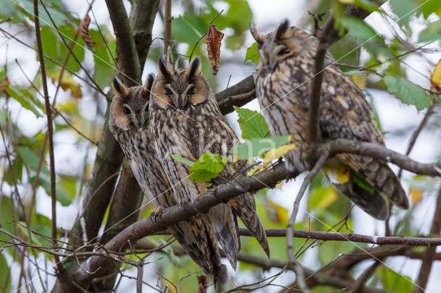 Long-eared Owl (Asio otus)