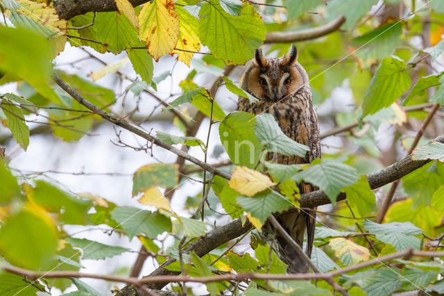 Long-eared Owl (Asio otus)