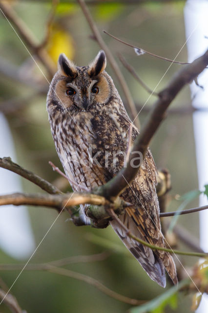 Long-eared Owl (Asio otus)