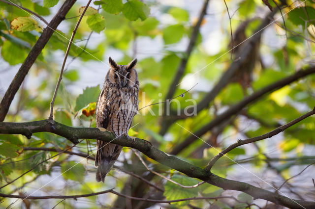 Long-eared Owl (Asio otus)