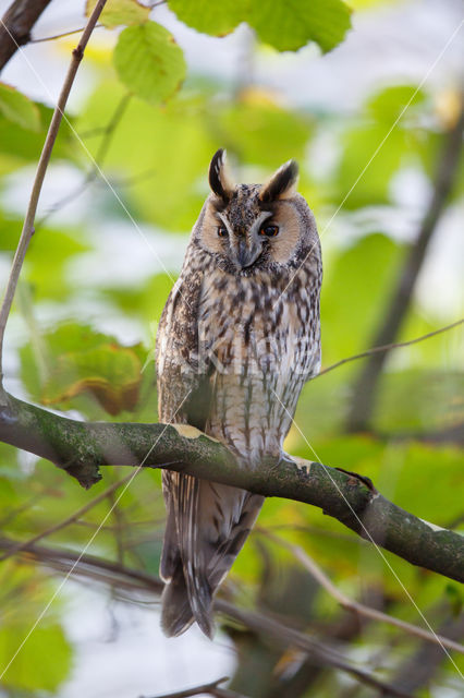 Long-eared Owl (Asio otus)