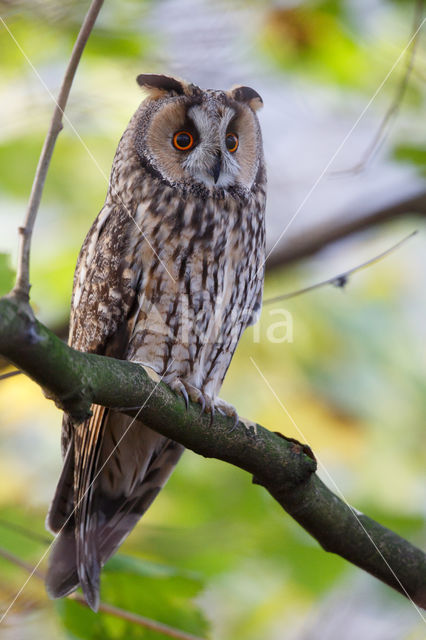 Long-eared Owl (Asio otus)