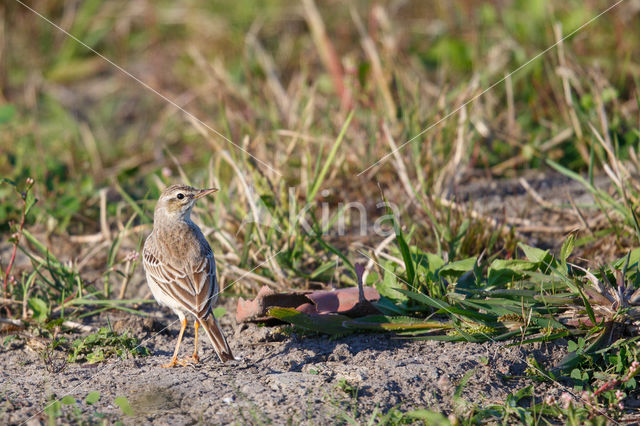 Duinpieper (Anthus campestris)