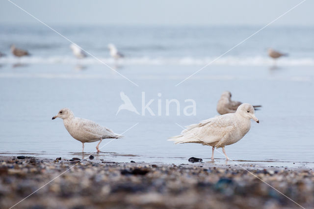 Grote Burgemeester (Larus hyperboreus)