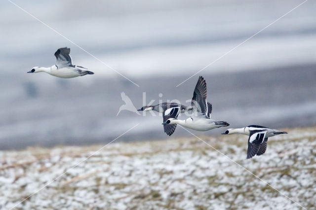 Smew (Mergellus albellus)