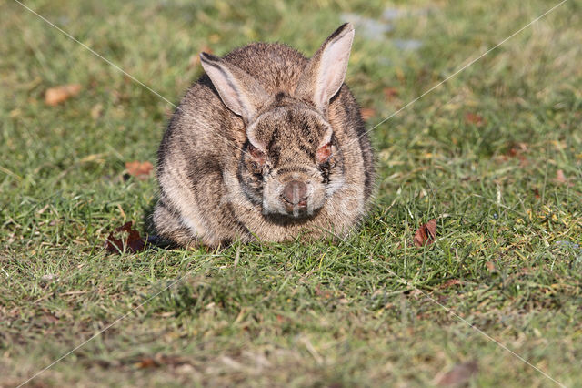 Konijn (Oryctolagus cuniculus)