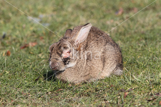 Konijn (Oryctolagus cuniculus)