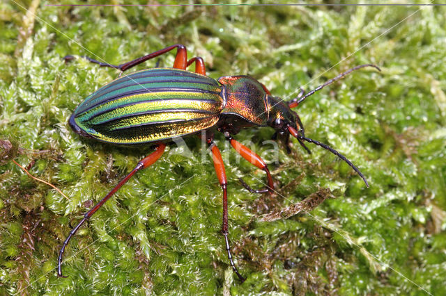 Carabus auronitens