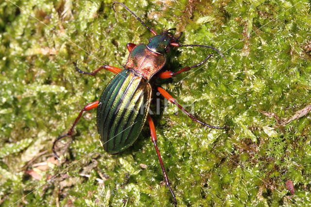 Goudglanzende Schallebijter