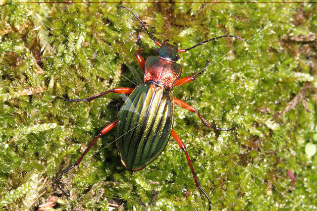 Goudglanzende Schallebijter