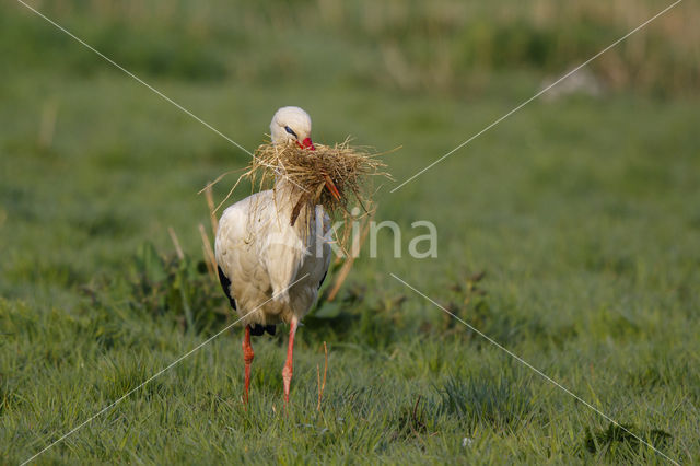 White Stork (Ciconia ciconia)