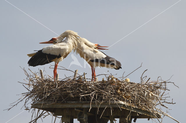 Ooievaar (Ciconia ciconia)