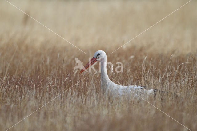 White Stork (Ciconia ciconia)