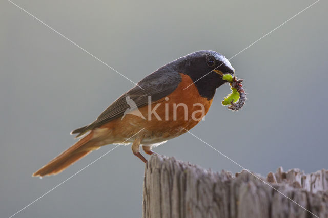 Gekraagde Roodstaart (Phoenicurus phoenicurus)