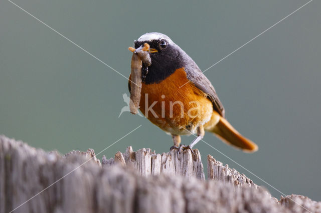 Common Redstart (Phoenicurus phoenicurus)