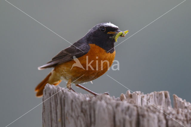 Gekraagde Roodstaart (Phoenicurus phoenicurus)