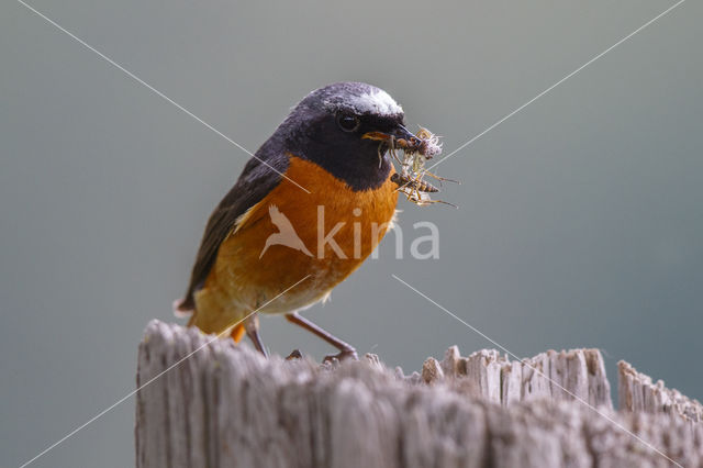 Gekraagde Roodstaart (Phoenicurus phoenicurus)