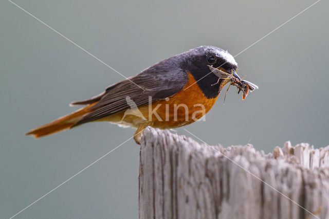 Common Redstart (Phoenicurus phoenicurus)