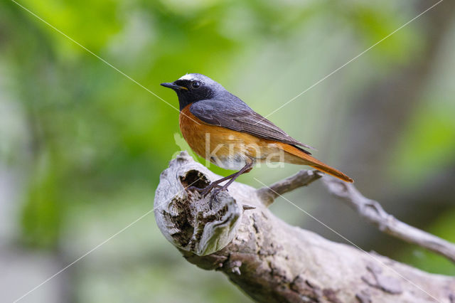 Common Redstart (Phoenicurus phoenicurus)