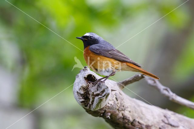 Gekraagde Roodstaart (Phoenicurus phoenicurus)