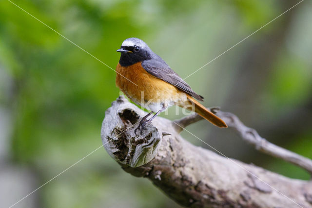Common Redstart (Phoenicurus phoenicurus)