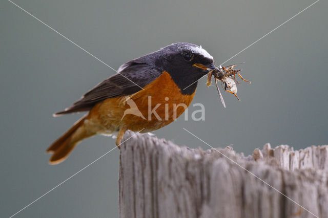 Gekraagde Roodstaart (Phoenicurus phoenicurus)