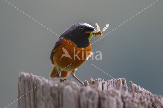 Gekraagde Roodstaart (Phoenicurus phoenicurus)