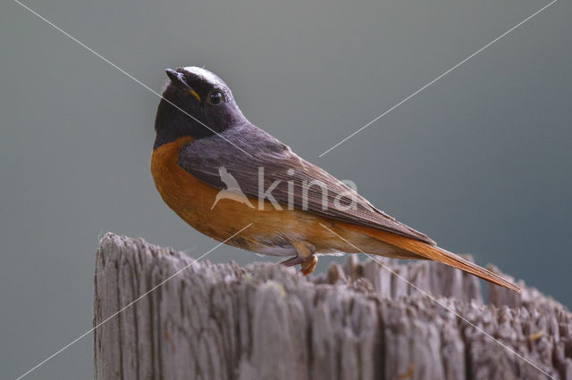 Gekraagde Roodstaart (Phoenicurus phoenicurus)