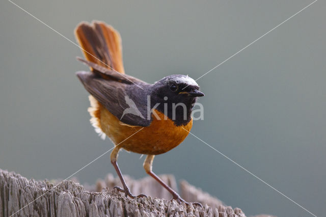 Common Redstart (Phoenicurus phoenicurus)