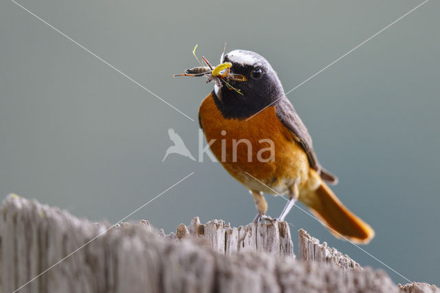 Gekraagde Roodstaart (Phoenicurus phoenicurus)