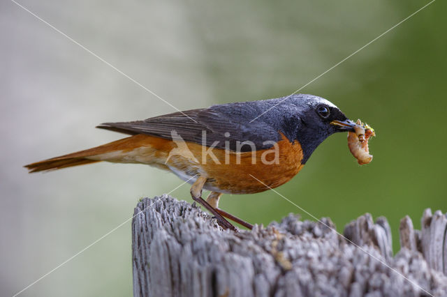 Gekraagde Roodstaart (Phoenicurus phoenicurus)