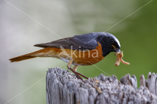 Gekraagde Roodstaart (Phoenicurus phoenicurus)