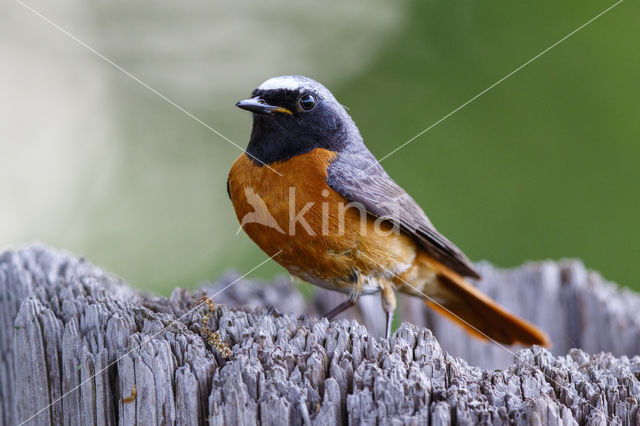 Common Redstart (Phoenicurus phoenicurus)