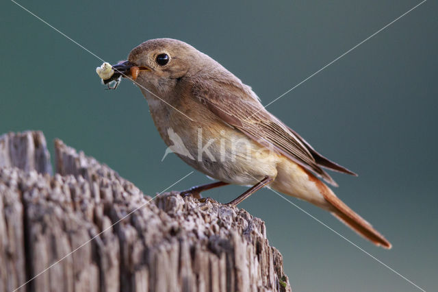 Common Redstart (Phoenicurus phoenicurus)