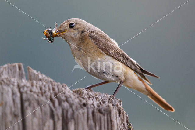 Gekraagde Roodstaart (Phoenicurus phoenicurus)