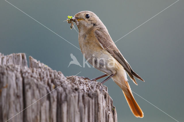 Gekraagde Roodstaart (Phoenicurus phoenicurus)