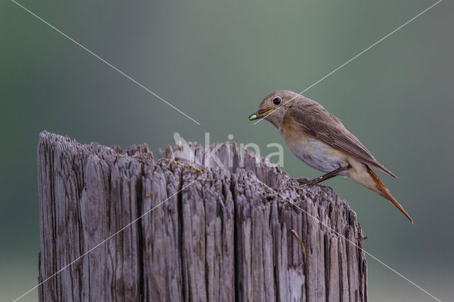 Gekraagde Roodstaart (Phoenicurus phoenicurus)