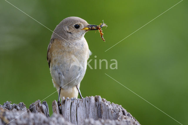 Gekraagde Roodstaart (Phoenicurus phoenicurus)