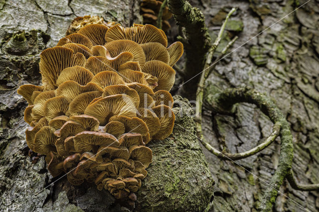 velvet shank (Flammulina velutipes)