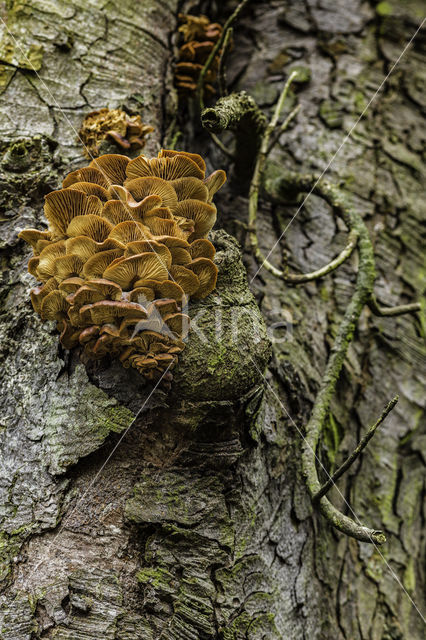 velvet shank (Flammulina velutipes)