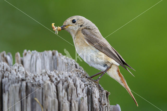 Gekraagde Roodstaart (Phoenicurus phoenicurus)